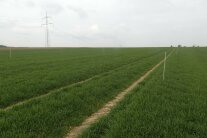 Getreide auf Krankheiten untersuchen
